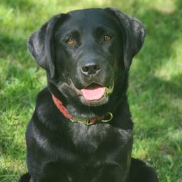 Annie - Labrador Retriever