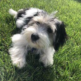 Coton de Tulear Puppies from Aloha Cotons