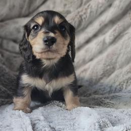 Spruce - Black and cream male Dachshund puppy in Pasco, Washington from Loyal Lil Dachshunds