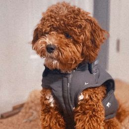Goldendoodles from The doodles