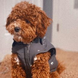 Goldendoodles from The doodles