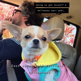 MJ - Chihuahua