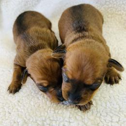 Miniature Pinscher puppies from Nizhoni Miniature Pinschers of ARIZONA