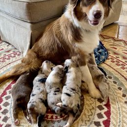 Australian Shepherd and Miniature Australian Shepherd Puppies from Hunt Farms Mini Aussies