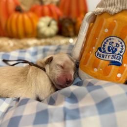 Pretzel - Golden male Golden Retriever puppy in Duncan, South Carolina from Glimmer Goldens