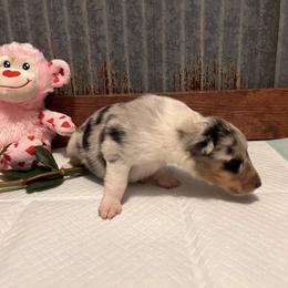 Collie Puppies from A/K Rough Collies