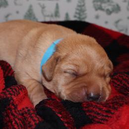 Icy - Yellow female Labrador Retriever puppy in Camden, Indiana from Camden's Caring Canines
