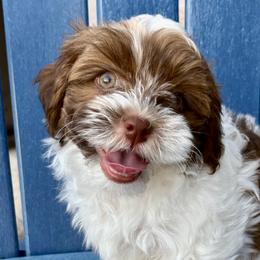 Havanese from Pixie Dust Havanese