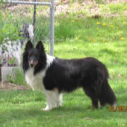 Annabelle - Black white and tan female Shetland Sheepdog puppy in Albany, New York from K&A Little Wonder's