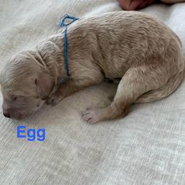 Egg - Apricot male Goldendoodle puppy in Richmond, Texas from Harper’s Heartbeats