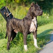 Kamo de Rey Gladiador - Perro de Presa Canario