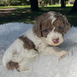 Hazel Light pink collar - Red merle female Aussiedoodle puppy in Clarkston, Washington from Doodle & Poodle Palace
