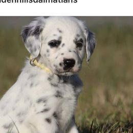 Girl 2 - Dalmatian puppy in Cottage Grove, Oregon from Hidden Hills Dalmatians