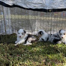 Australian Shepherd Puppies from Bluegrass Australian Shepherds
