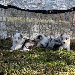 Australian Shepherd Puppies from Bluegrass Australian Shepherds