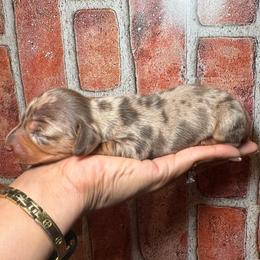 Dapple girl - Dapple female Dachshund puppy in North Auburn, California from Northern Doxie