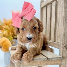Joplin - Red  female Goldendoodle puppy in Queen Creek, Arizona from Goldendoodle AZ