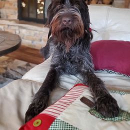 Wirehaired Pointing Griffon All Grown Up from Bristle Creek Wirehaired Pointing Griffons