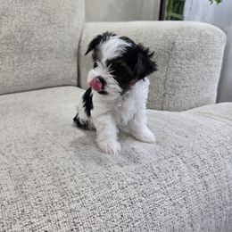 Lil Bit - Black tan and white female Biewer Terrier puppy in Annapolis, Maryland from Nala & Co. Biewer Terriers