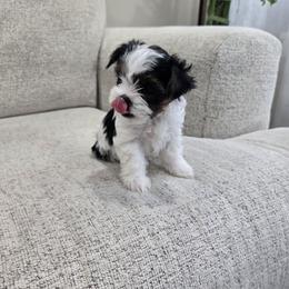 Lil Bit - Black tan and white female Biewer Terrier puppy in Annapolis, Maryland from Nala & Co. Biewer Terriers