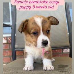Pink collar - Sable female Pembroke Welsh Corgi puppy in Norco, California from JOY Farms