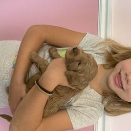 Goldendoodle Puppies from Broderick Goldendoodles