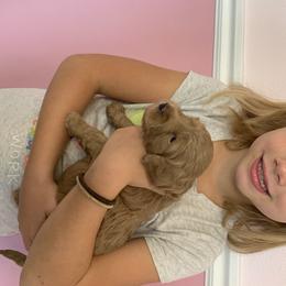 Goldendoodle Puppies from Broderick Goldendoodles