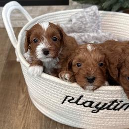 Cavapoo Puppies from Nancy Wipf