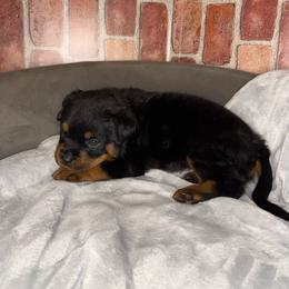 Pink girl - Black and mahogany female Rottweiler puppy in Auburn, California from VHF
