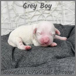 Grey Boy - Parti male Goldendoodle puppy in Taneytown, Maryland from Curlydoodles