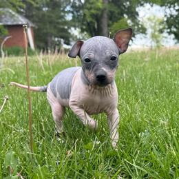 Bonnie - White and black female American Hairless Terrier puppy in Buckingham, Illinois from Gaus Hof