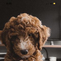 Aussiedoodle and Goldendoodle Puppies from Garside Doodles