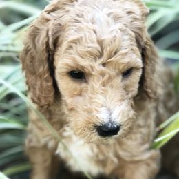 Poodle Puppies from Rupert-Smith's Poodles