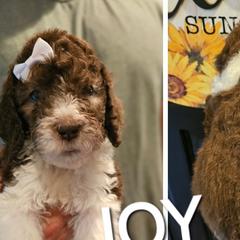 Joy - Saint Berdoodle puppy from Doodles by Starlight