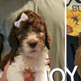 Joy - Saint Berdoodle puppy from Doodles by Starlight