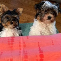 Biewer Terriers and Yorkshire Terriers from Heritage Yorkie and Biewers Kennel