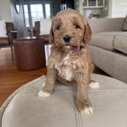 Purple - Apricot female Australian Labradoodle puppy in Ferndale, Washington from Annie's Doodles