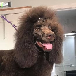 Poodles from Ability Poodles