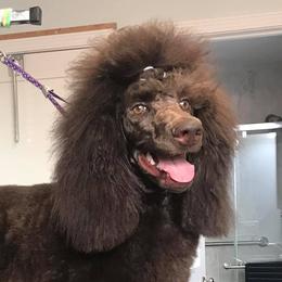 Poodles from Ability Poodles