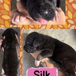 Silk - Black female Great Dane puppy in Wellsville, New York from Prophecy Danes