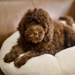 Cocoa - Brown male Bernedoodle puppy in Queen Creek, Arizona from Dulcito Doodles