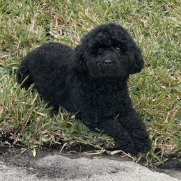April - Poodle