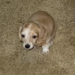 Dachshund Puppies from CLARK'S BREEDING PROGRAM