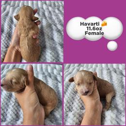 Havarti - Red female Cockapoo puppy in Zanesville, Ohio from Meghan McKay