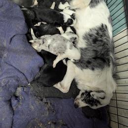 Australian Shepherd and Great Dane Puppies from AEW Farm