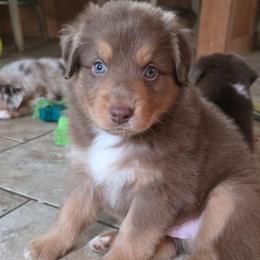 Pelé FIFA - Red tri-color male Australian Shepherd puppy in Solon, Maine from Mountain Range Australian Shepherds