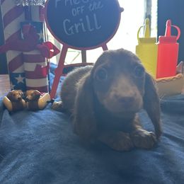 Snickers - Chocolate and tan female Dachshund puppy in Chillicothe, Ohio from Brittney's Dachshunds