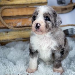 Aussiedoodle and Australian Shepherd Puppies from Dunroamin Farms Australian Shepherds and Aussiedoodles