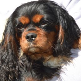 Drew - Cavalier King Charles Spaniel