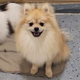 Pearl - Pomeranian
